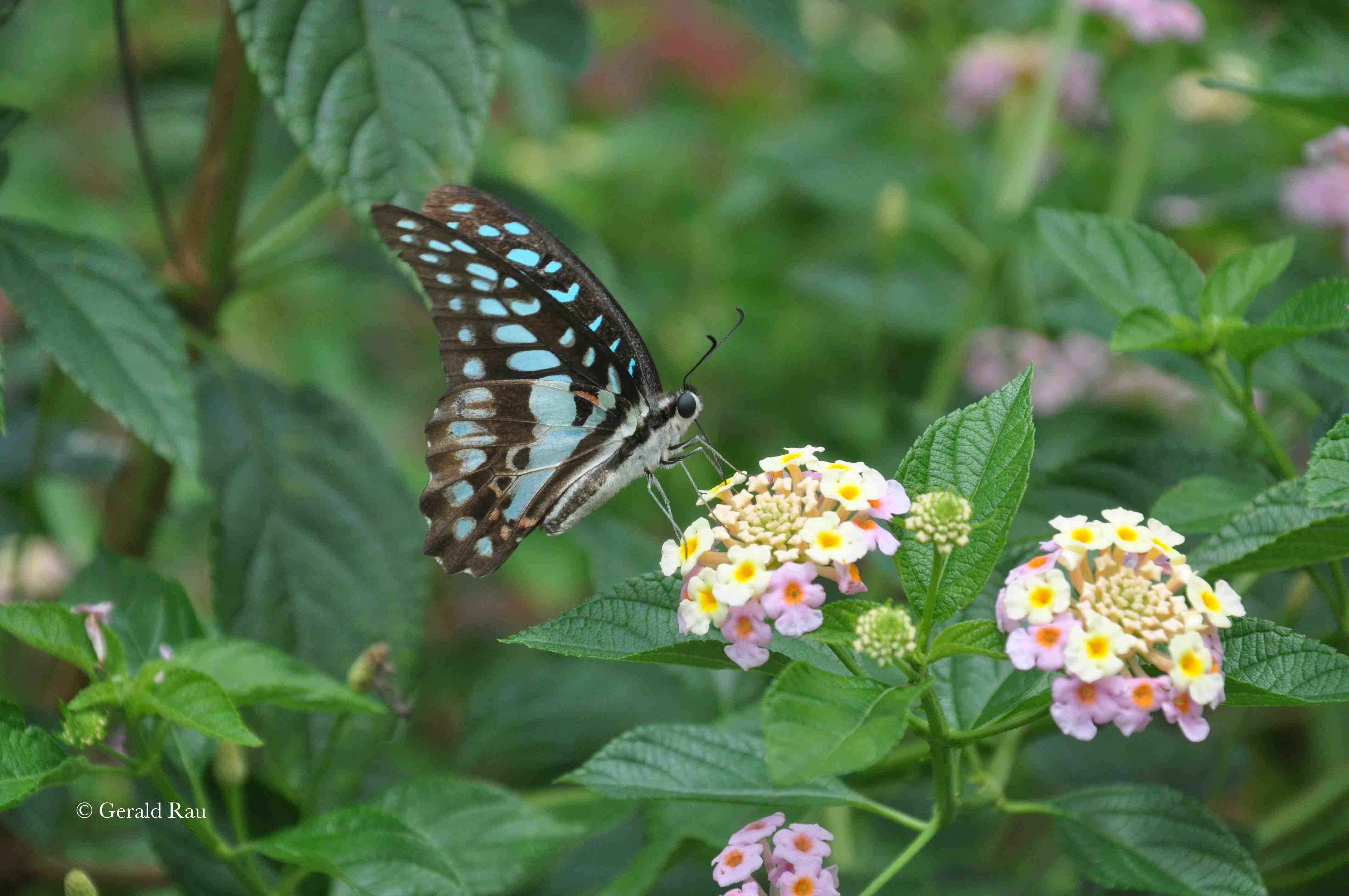 Butterfly on Lantana